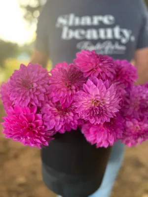 Bloomquist Clear Delight Dahlia Tuber